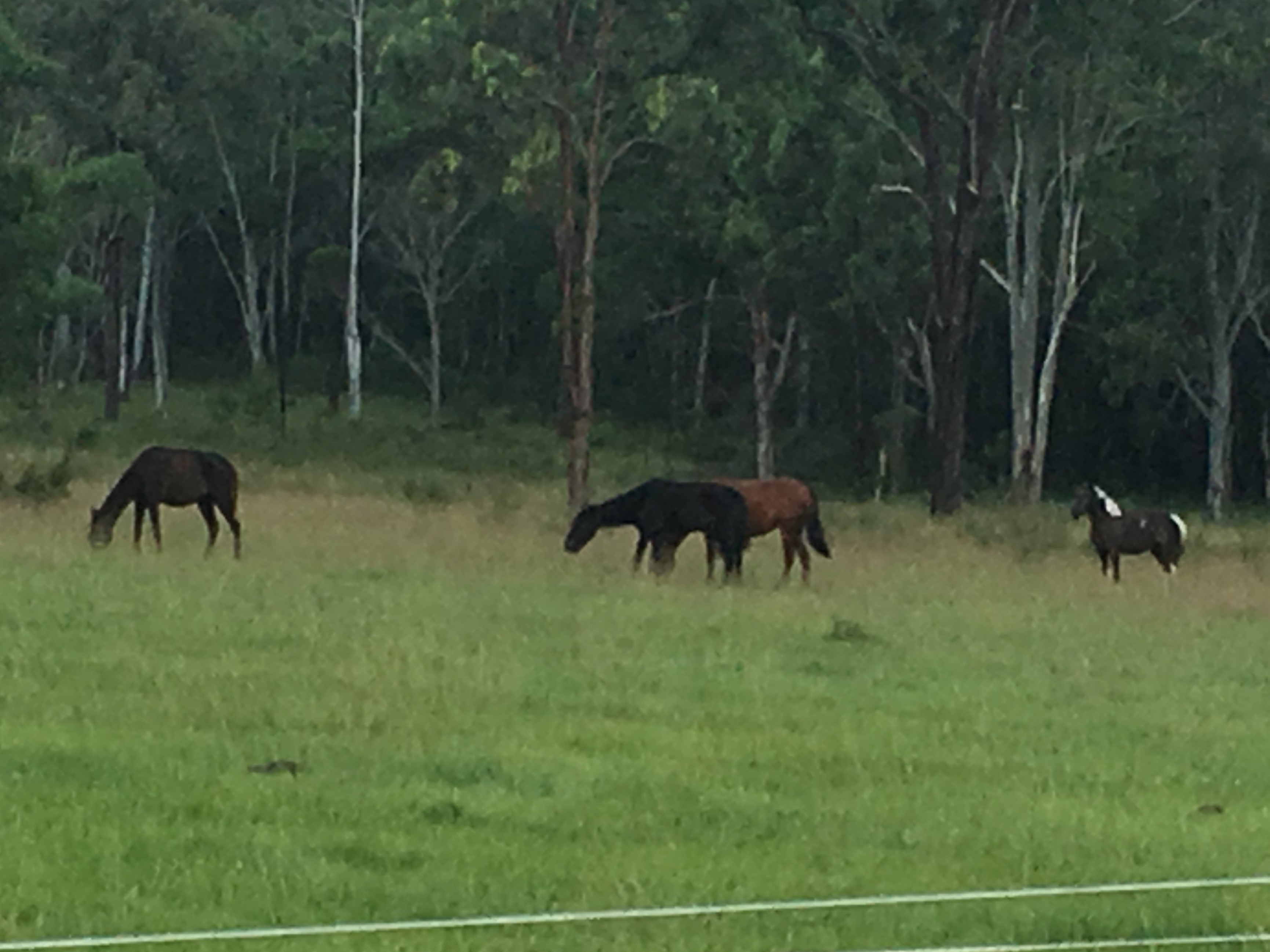 Brumbies