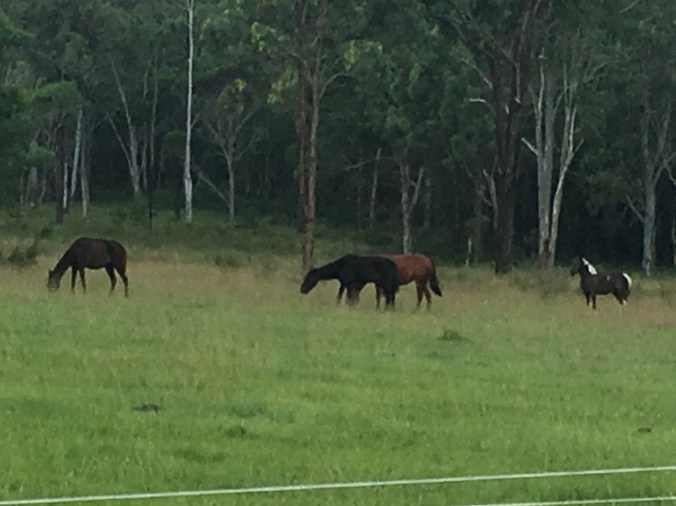 Brumbies