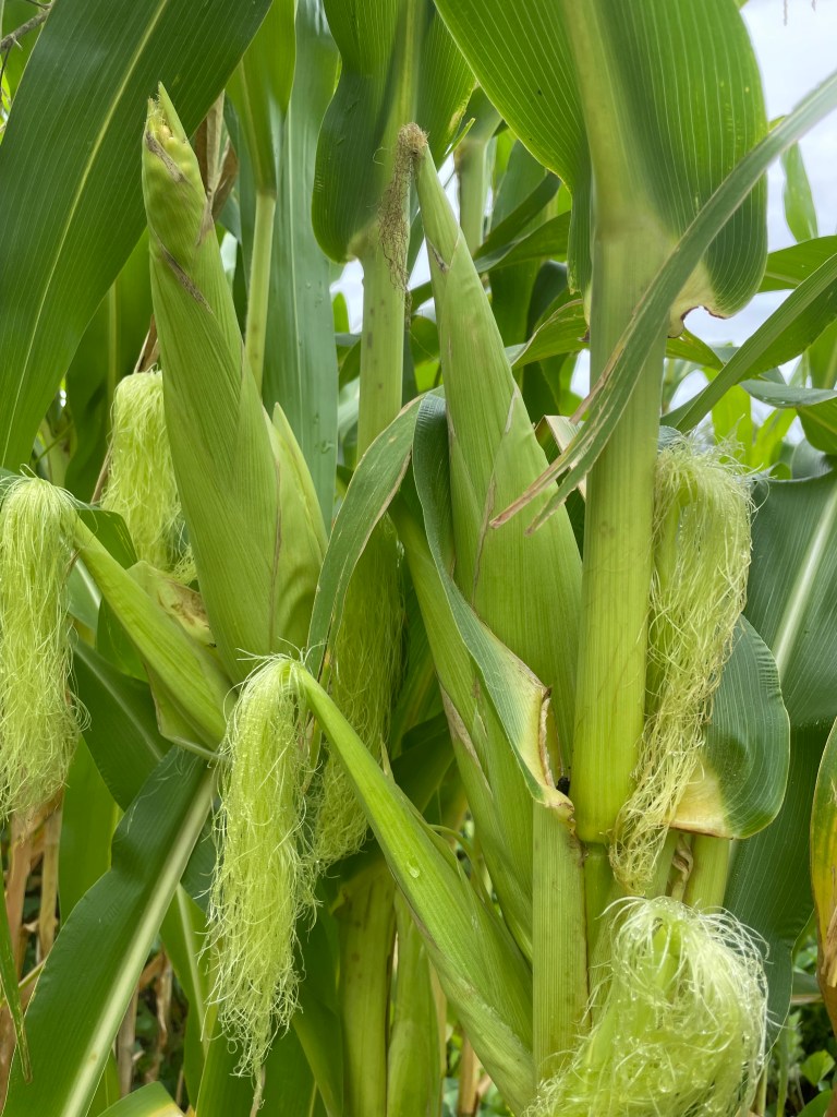 Corn