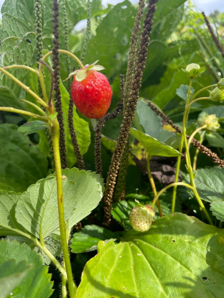 Strawberry and Plantain