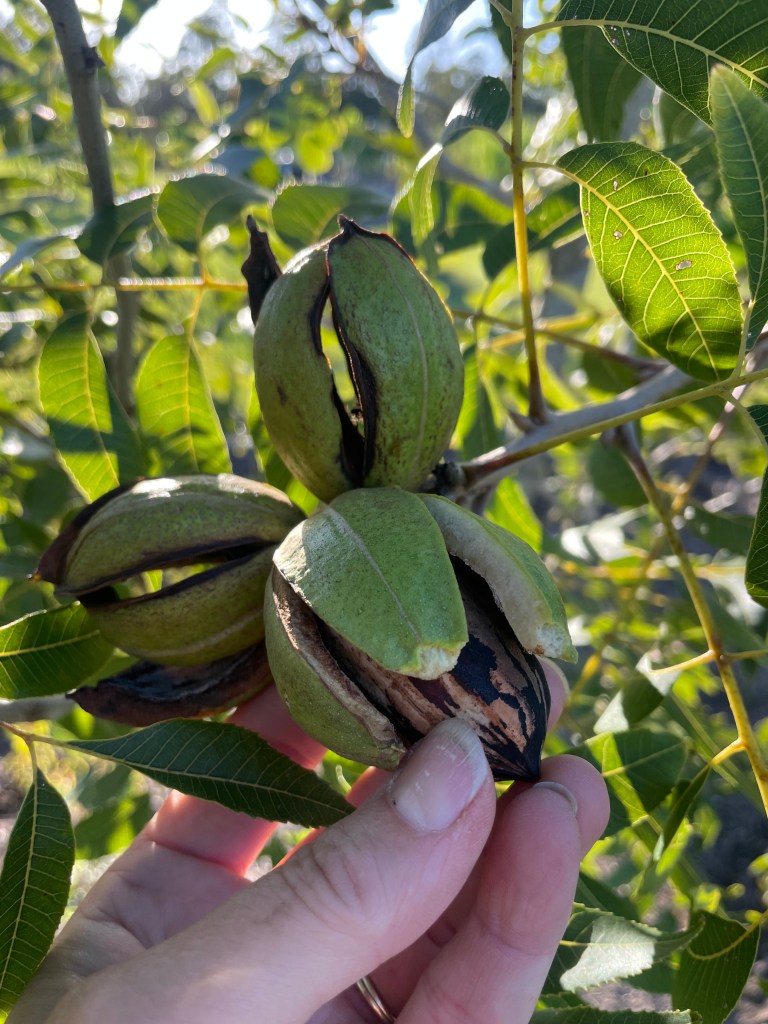 Pecans