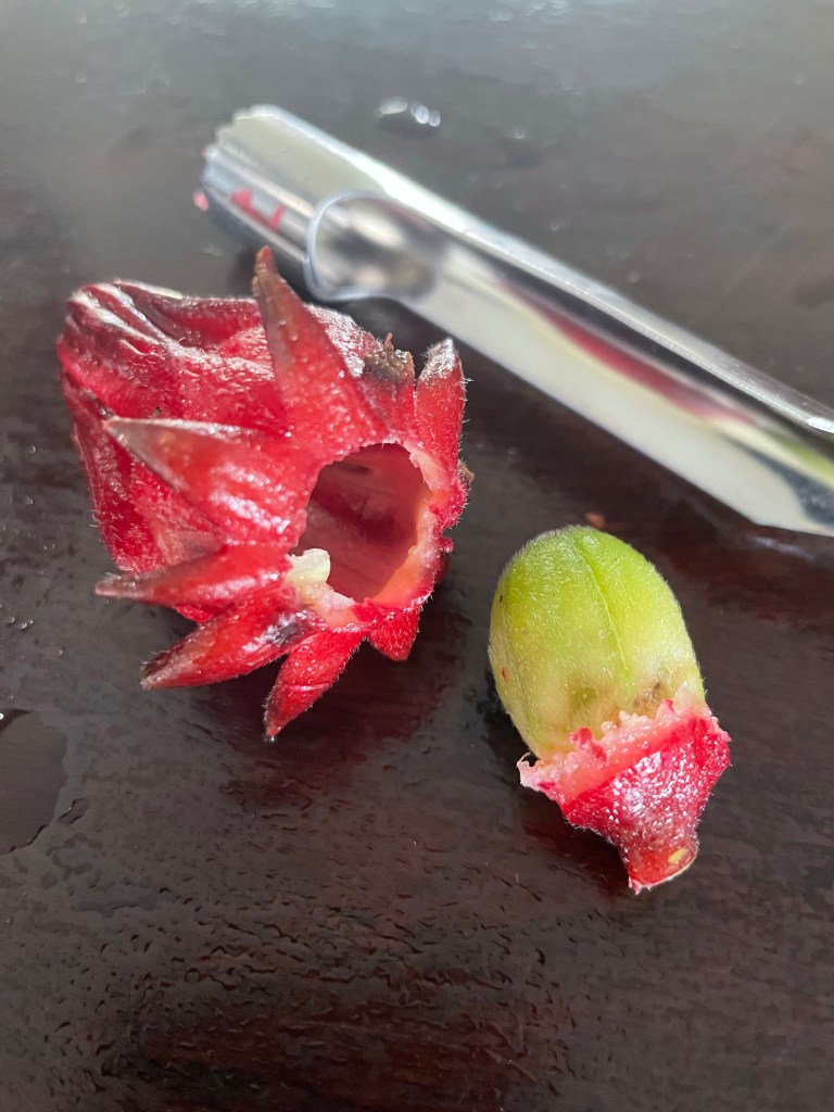Rosella and seedpod