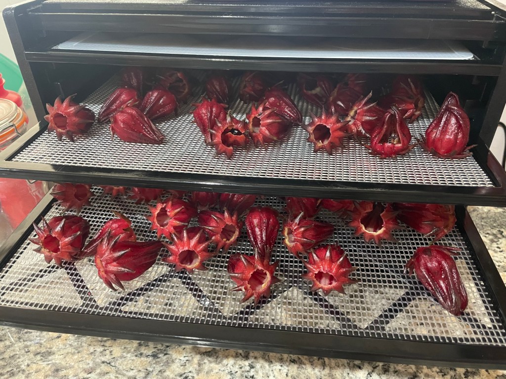 Rosella in Excalibur